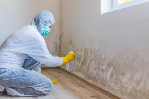 Licensed Mold Inspection service in Hanover Park, IL - WQB Mold Removal